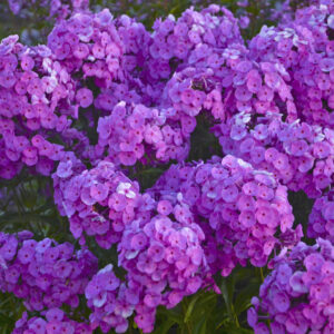 Phlox Fashionably Early Flamingo®
