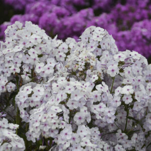Phlox Fashionably Early Lavender Ice®