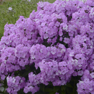 Phlox Fashionably Early Princess®