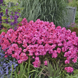 Phlox Garden Girls™ Glamour Girl®