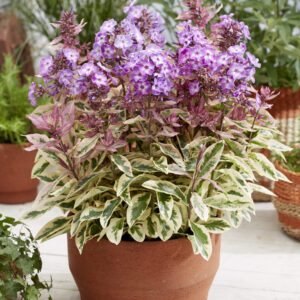 Phlox Olympus