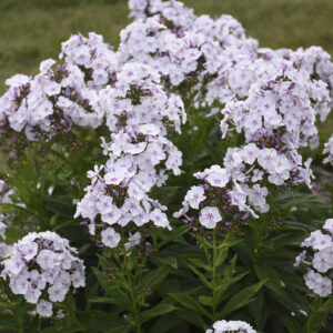 Phlox Garden Girls™ Party Girl®
