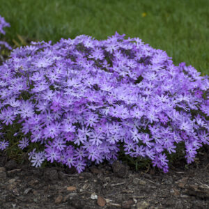 Phlox Bedazzled Lavender®