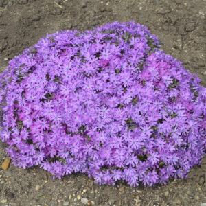 Phlox Bedazzled Pink®