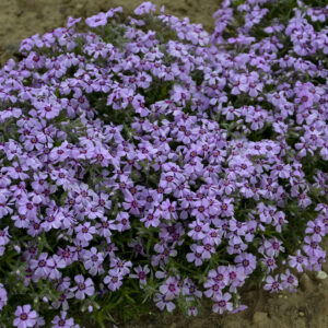 Phlox subulata Eye Candy®