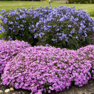 Phlox subulata Eye Caramba®