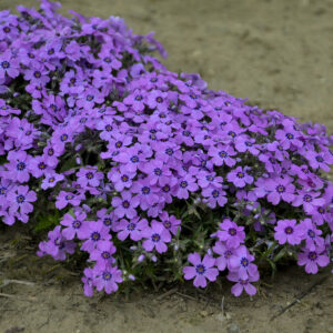 Phlox subulata Eye Shadow®