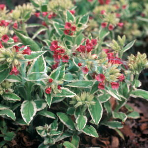 Pulmonaria David Ward
