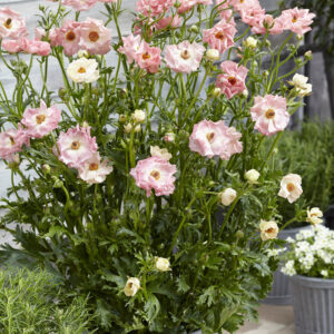 Ranunculus Rococo Pink®
