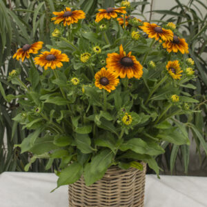 Rudbeckia Big SmileyZ™ Kiss