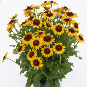 Rudbeckia Big SmileyZ™ Love