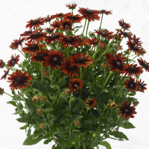 Rudbeckia Big SmileyZ™ Smile