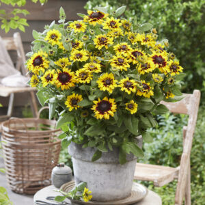Rudbeckia Enchanted Cosmic Eye