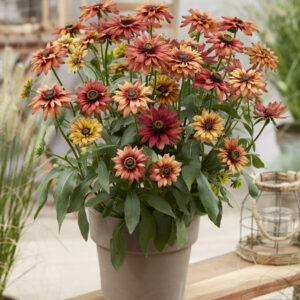 Rudbeckia Enchanted Embers