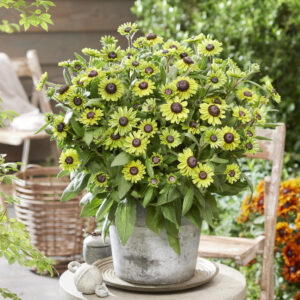 Rudbeckia Enchanted Forest