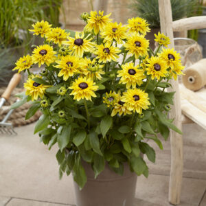 Rudbeckia Enchanted Glow