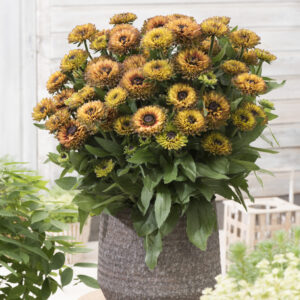 Rudbeckia Enchanted Nightfall