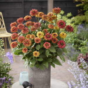 Rudbeckia Enchanted Romance