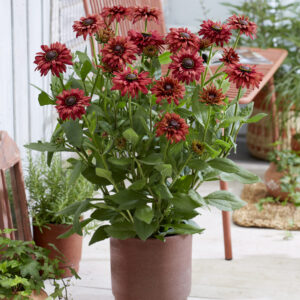 Rudbeckia Enchanted Ruby Crush