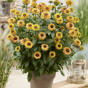 Rudbeckia Enchanted Sun