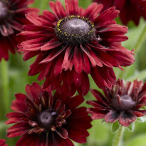 Rudbeckia Enchanted Velvet Flame