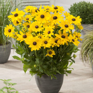 Rudbeckia Big SmileyZ™ Sun