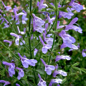 Salvia African Sky