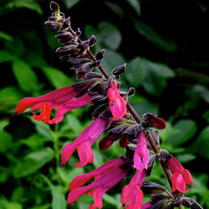 Salvia Amante