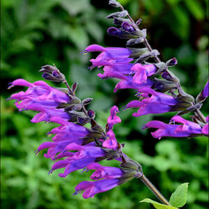 Salvia Amigo