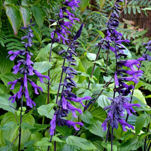 Salvia Amistad