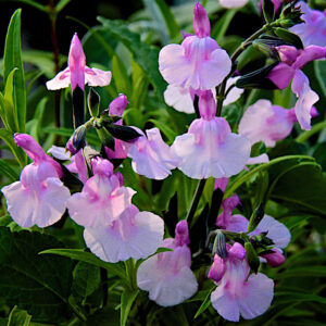 Salvia Angel Wings