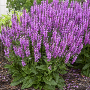 Salvia Color Spires® Back to the Fuchsia®