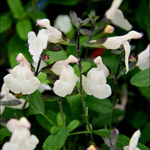 Salvia Cool Cream