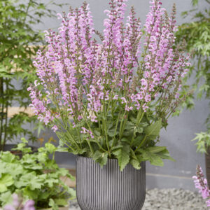 Salvia Fashionista™ Moulin Rouge®