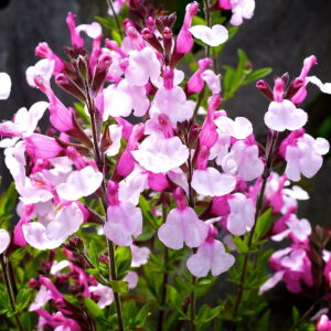 Salvia Greggil Joy