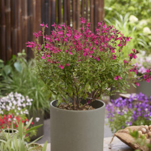 Salvia Magical® Amazone