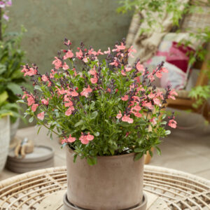 Salvia Magical® Amoer