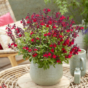 Salvia Magical® Colorado