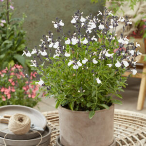 Salvia Magical® Donau