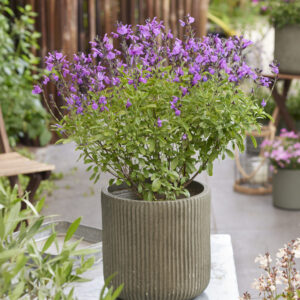 Salvia Magical® Loire