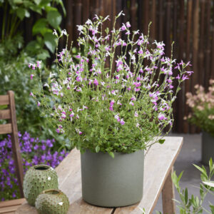 Salvia Magical® Mississippi