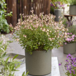 Salvia Magical® Rio Grande