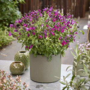 Salvia Magical® Wolga
