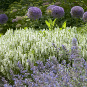 Salvia Schneehugel (Snowhill)