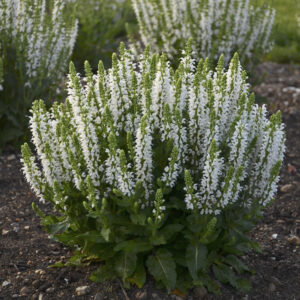 Salvia nemorosa Bumblesnow®