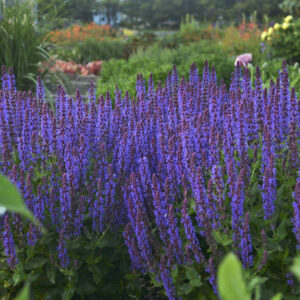 Salvia Color Spires® Violet Riot®