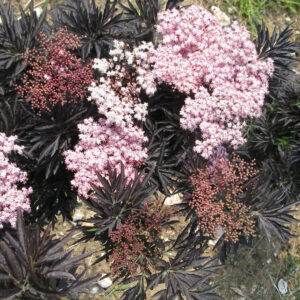 Sambucus nigra Laced Up