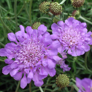Scabiosa Butterfly Blue