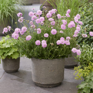 Scabiosa incisa Kudo Pink®