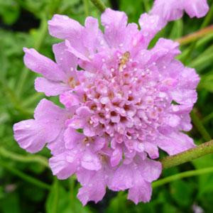 Scabiosa columbaria Flutter Rose Pink®